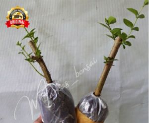 BIBIT POHON SANCANG ORI