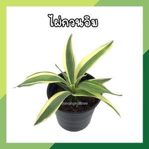 🔥โปร 2.2 🔥 [แพ๊ก 10 ต้น] ไผ่กวนอิมเงิน กระถาง 3 นิ้ว (พร้อมส่ง!!) ต้นไม้มงคล ไม้ประดับ ปลูกประดับบ้าน คอนโด