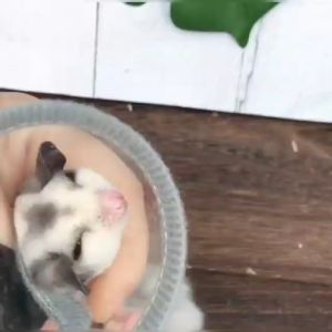 Sugar Glider Head Cover Sugar Glider Anti-bite Cover 蜜袋鼯头套 蜜袋鼯防咬头套