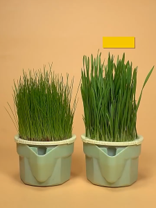 SKISOPGO Cat Grass Box Quality Planter Growing Sprout Soilless Hydroponic Cat Grass Box Kotak Rumput Kucing