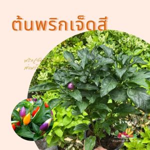 ต้นพริกเจ็ดสี-พริกประดับ#กินได้#กระถาง 5-8 นิ้ว ผักสวนครัว ผักสวนครัวปลูกง่าย ผักสวนครัวพร้อมปลูก ผักออร์แกนิก