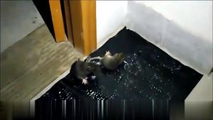 Stiker Lem Tikus Jumbo Super Lengket | Lem Perangkap Tikus 0.6/1.2M | Sticky Rat Blanket Jebakan Tikus & Hama Efektif