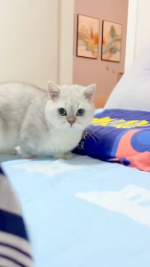 (SG Local) 120pcs SoftChew UrbanCat Chicken and Beef Cat Vitamin Kibbles Ship Same Day Official Seller