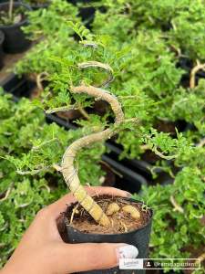 ต้นมะสังดัด ตกแต่งมินิมอล ขนาดเล็ก ไม้มงคล สวยงาม ขนาด3นิ้ว