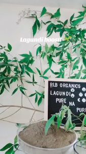 500 grams Organic Pure Natural Lagundi Powder - Herbal Medicine Therapeutic Treatment of colds and flu - Lagundi Powder for respiratory problems - Premium Pure Lagundi Powder No Sugar Added All Natural No Extenders Lagundi Tea Herbal Tea Herbal Powder