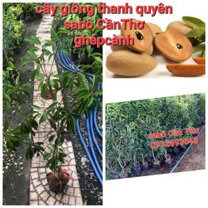 CÂY GIỐNG SAPÔ CẦN THƠCÂY CAO 80CM ĐẾN 150CM CHUẨN GIỐNG 100%