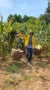 Máy tách hạt ngô khô chuyên dụng Dụng cụ tách hạt ngôhạt bắp siêu nhanh tiện dụng trong gia đình làm nông nghiệp