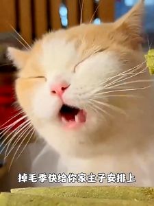 Cat Grass Sticks Freeze-Dried Cat Snacks Hair Removal Gentle Hair Removal Pets Snacks Teeth Cleaning 6 sticks Pet molar Grass Rumput Kucing Bersih Gigi Makanan Kucing Vitamins