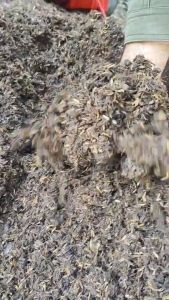 แกลบหมัก2 น้ำหมักปลา1 องค์ประกอบดิน โปร่งร่วนซุย ไนโตรเจนสูง และธาตุอาหารครบ สังเคราะห์แสง