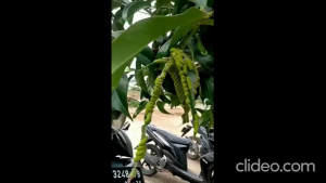 Spray Pembasmi Ulat Tanaman | 100% Super Ampuh | Ramah Lingkungan | Pilihan Ukuran 250ml | 1 Liter | 1 Liter Gatis 250ml