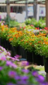 Treeno 9 T210 ดอกยิปโซ กระถาง 8 นิ้ว (Gypsophila) - สื่อถึงความบริสุทธิ์ รักแรกพบ