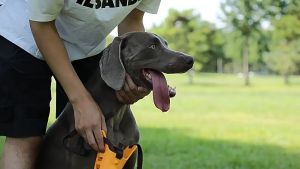 Dog Mouth Cover silicone Anti-bite Anti-BarkPrevent Ingestion Pet Mask Mouth Guard Protection Anti Bark Dog Muzzle Training