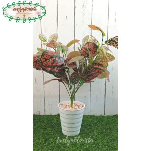 Tanaman Imitasi Pohon Hias Aglonema Ruby X9 Pot Ulir Cemara Dekorasi Meja Ruang Tamu