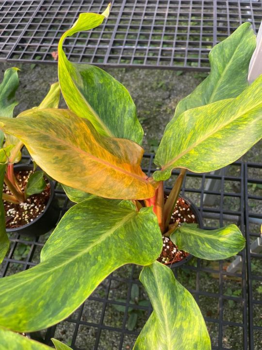 Philodendron orange marmalade Lazada.co.th