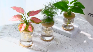 Mini Clear Hydroponic Vase Nordic Minimalist Flower Po Automatic Water Absorption Desktop Bonsai Pot Home & Office Decoration