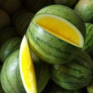 BURUANNN MURAH!! -+ 500 BIJI BENIH SEMANGKA KUNING NON BIJI OR ORION