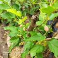 Bibit Tanaman Buah Murbei Atau Buah Murbai. 