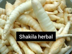 jual ubi Garut segar atau sagu 1 kg
