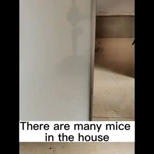 Rat killer Mothballs Plant Formula Suitable for Home Rat Repellant for Car Powerful Non-toxic Mouse KMV Trading