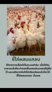 ขี้ไก่ผสมแกลบ100% จํานวน 1 ถุง./6 กก.