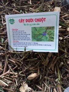 1 kg cây đuôi chuột khô tốt cho người tiểu đường tim mạch thận