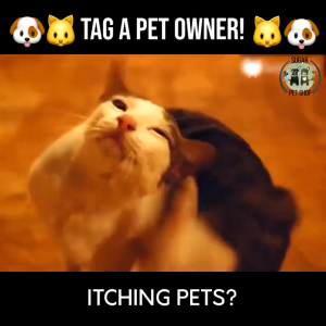 SKISOPGO 3 in 1 Pet Dog Cat Brush Electric Anti Lice Comb Multifunctional Cat Head Flea Removal Killer Dog Brush