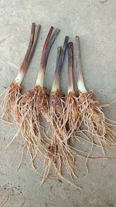 1 cây khoai môn tím giống