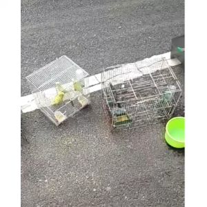 Máng uống nước tự động cho chim bồ câu gà đá MC01