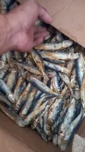 COD termurah ikan asin japuh belitung / japuh merah super 500 gram best seller