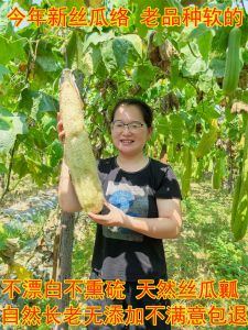 Bàn Chải Rửa Bát Bằng Rễ Dưa Chuột Tự Nhiên Dùng Để Rửa Bát Nấu Nước Tắm Rửa Chén Dùng Tại Nhà Không Dùng Một Lần