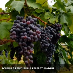 Pupuk Pembesar Buah Anggur / Obat Hormon Pembesar Tanaman Buah Anggur / POC Pelebat Penyubur Anggur
