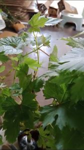 Bibit Anggur Import Harold Genjah: Cara Menanam Anggur untuk Pemula