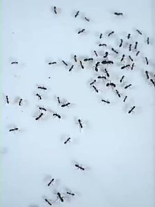 (จัดส่งฟรี)ยาฆ่ามด เหยื่อมด เหยื่อกำจัดมด เจลกำจัดมด 8 ชิ้น ใช้งานง่าย เพียงติดไว้ ดึงดูดมดได้ดี ตายยกรัง มีผลยาวนาน สามารถฆ่ามดได้หลายชนิด ยากำจัดมด กำจัดมด ซันเจียฆ่ามด เจลฆ่ามดยกรัง