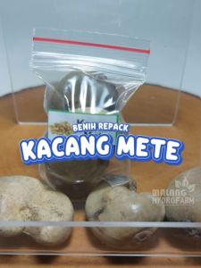 Benih Kacang Mete Unggulan & Bibit Buah Hidroponik