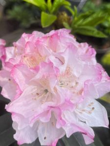 Large Leaf High Mountain Rhododendron Ornamental Courtyard Green Plant Cold Resistant Heat Resistant Potted Landscape Decoration