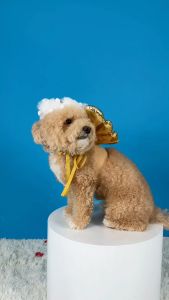 ชุดเซ็ทคิวปิด กามเทพสื่อรัก Set Cupid คอสตูมสัตว์เลี้ยง Valentine | CLAWSET.BKK