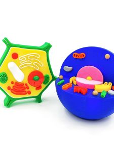 3D in Cell Model Động Vật Cây Chất Bột Vi Khuẩn Tinh Tế Tổ Chức Làm Mô Hình Giáo Dục Sinh Học Trung Học Bộ Sưu Tập