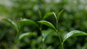 Mireia Tea Vanilla - Green Heaven Tea Vanilla