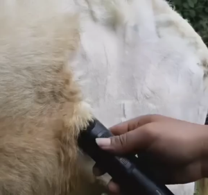 COD BaoRun PRO Mesin Alat Cukur Hewan super tajam Bulu Binatang Electric Pet Dog Hair Clipper - S1