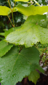 3+1 RED CARDINAL GRAPES SEEDED CUTTINGS WITH ROOTING POWDER NA/ MALALAKI ANG BUNGA