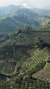 Mancozeb SIBIRU 80WP 1Kg FUNGISIDA Zinc + Mangan Biru/Blue