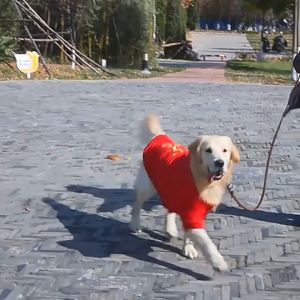 Áo cho Chó Mèo mùa hè vải mỏng mịn mát thoáng khí cao cấp Shop giao màu ngẫu nhiên