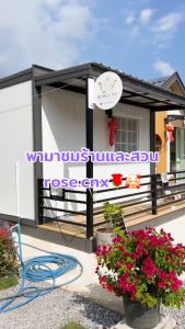 กล่องสุ่มกุหลาบ1-4 ต้น ขนาดกระถาง10 นิ้ว สายพันธุ์ต่างประเทศ สายพันธุ์ สุ่มสี Surprise Box