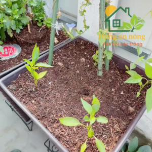 Combo 10/20 chum tròn nhựa úp cây giữ ẩm có nút chỉnh thoáng khí | chống mưa nắng côn trùng | ươm cây con hiệu quả