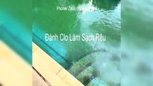 1kg - Chlorine 90% Bột Xử Lý Nước Hồ Bơi - Khử Trùng Nước Sinh Hoạt [ Lon 1kg ]