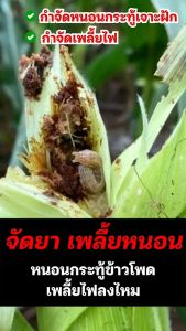 เบ็นเท็น ซูมิ-โรดี้ ป้องกันกำจัดหนอนกระทู้ หนอนหนังเหนียว เพลี้ยไฟศัตรูพืช 1ชุดต่อพื้นที่ 10ไร่ เบ็นเท็น หนอน หนอนเบ็นเท็น - Lazada