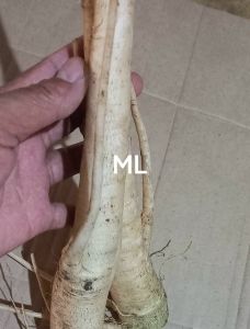 jual akar pepaya khusus pepaya gantung 1 kg