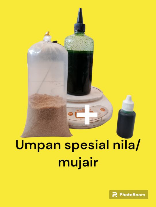 Rahasia Umpan Ikan Nila Musim Hujan untuk Mancing Liar Sukses