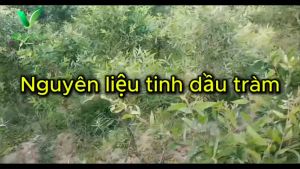 Tinh dầu Tràm nguyên chất 100% từ thiên nhiên tác dụng giữ ấm cho trẻ sơ sinh người già tránh muỗi đốt ở trẻ em giảm ho nghẹt mũi sổ mũi giảm đau nhứt xương khớp đau mỏi cơ bắp ... (Sản phẩm của Vhealthycare - Duy Nhat Tay Nguyen)