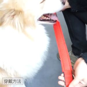 Dog Collar big dogs Collars Adjustable Buckle Dog Collar Nylon Color Foam Pet Collars for big dog